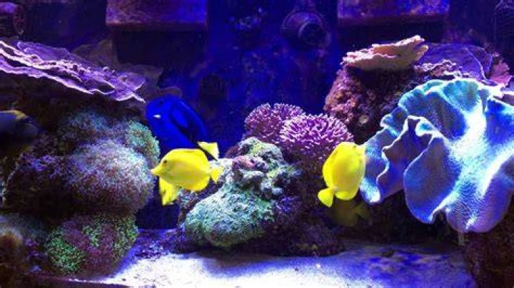 Are blue tangs easy to keep?