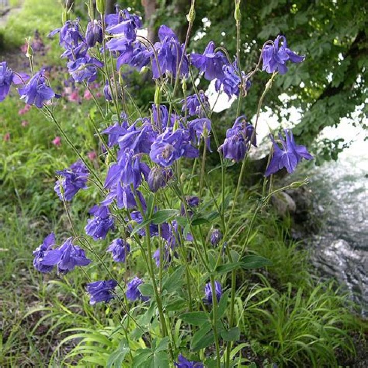 Are columbine and aquilegia the same?