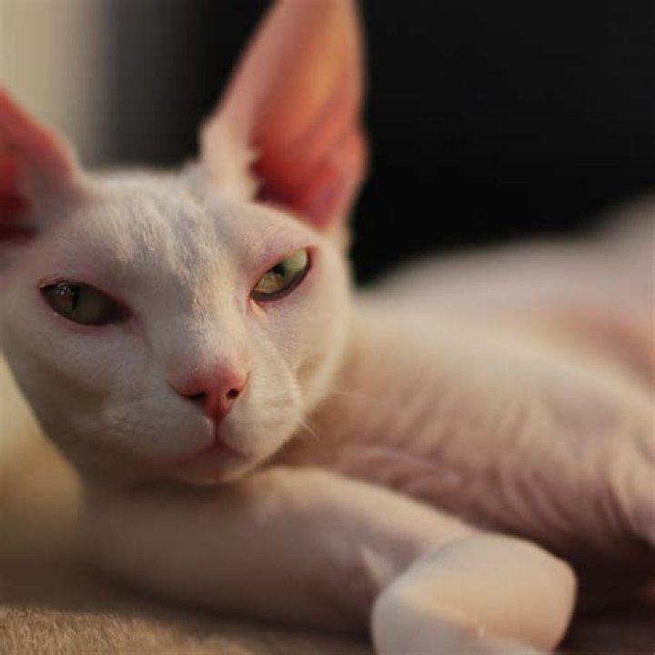 Are minskin cats hypoallergenic?