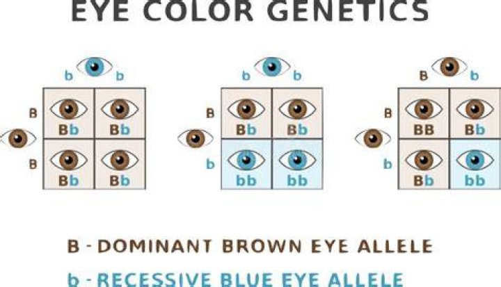 Are sepia eyes dominant or recessive?