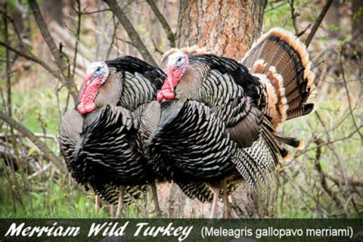Are there merriam turkeys in missouri?
