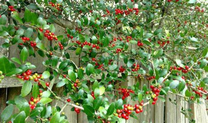 Are yaupon holly berries poisonous?
