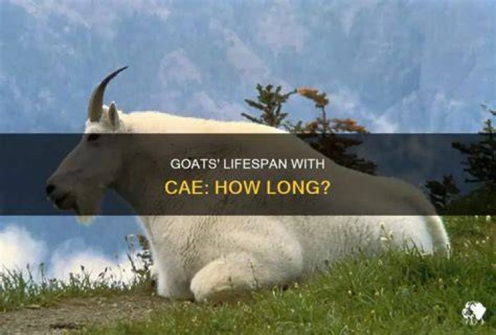 Can goats live with cae?