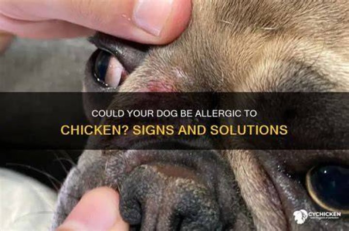 Could my dog be allergic to chicken?