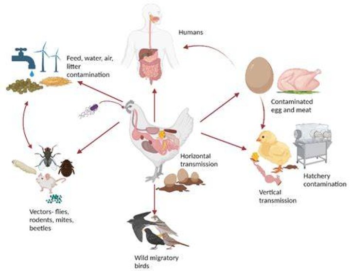 Do eggs feed pathogens?