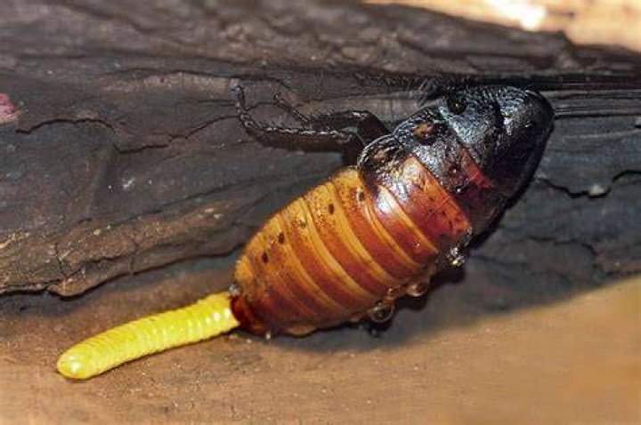 Do madagascar hissing cockroaches lay eggs?