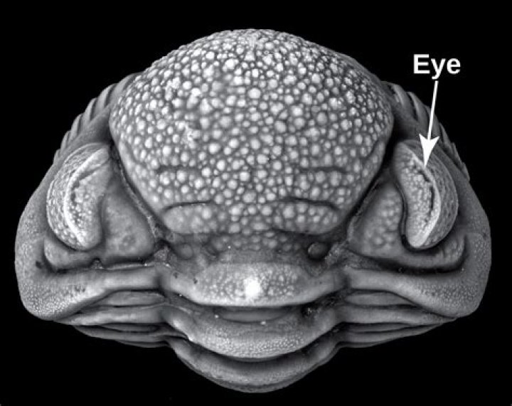 Do trilobites have eyes?