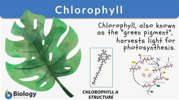 Do variegated leaves contain chlorophyll?