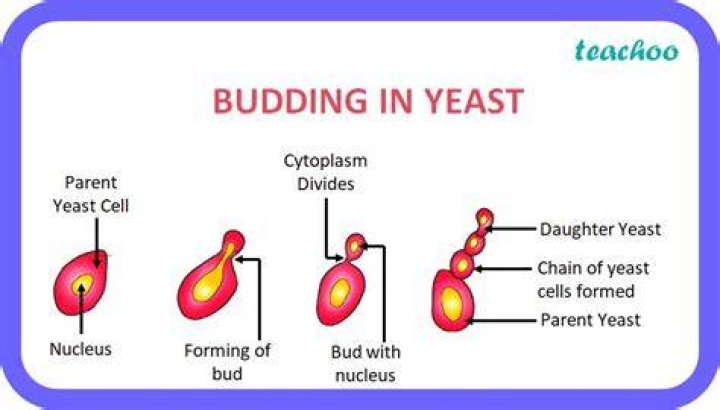 Does amoeba reproduces by budding?