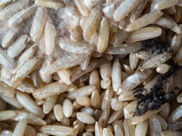 Does calasparra rice go bad?