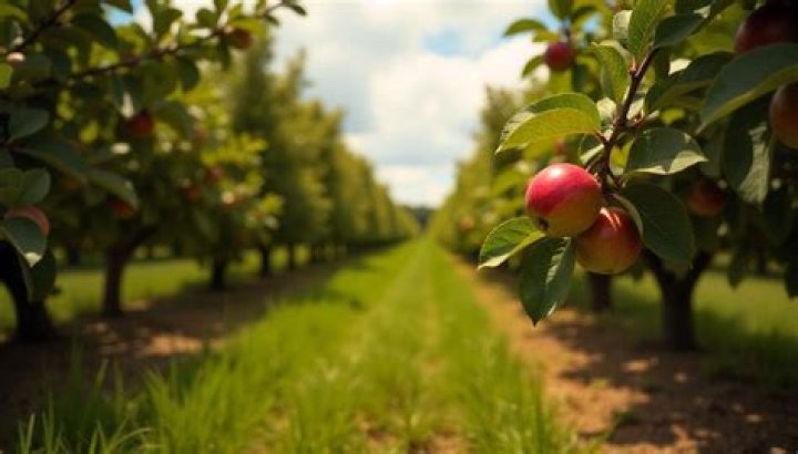 Does florida have apple orchards?