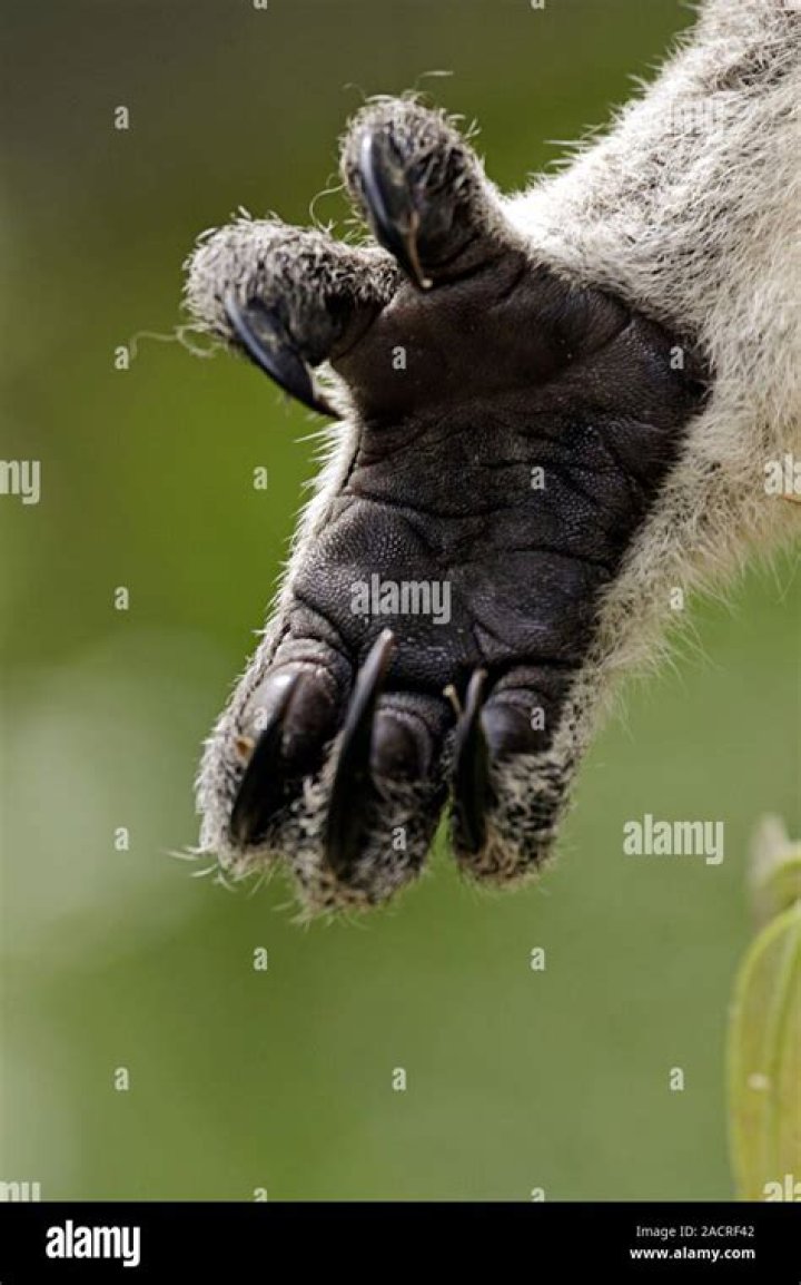 Does marsupials have thumbs?
