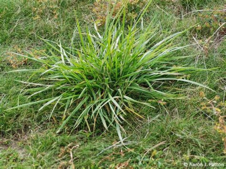 Does tall fescue sprout and pout?