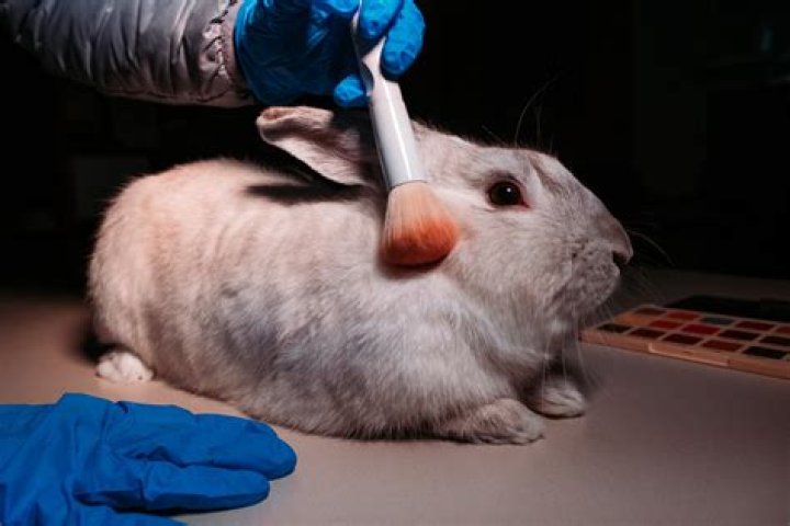 Does verso test on animals?