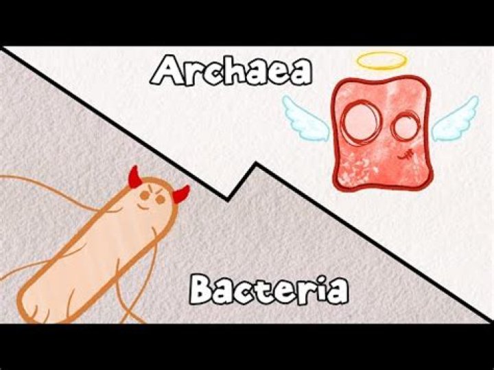 How are archaebacteria able to tolerate extremes of climate?