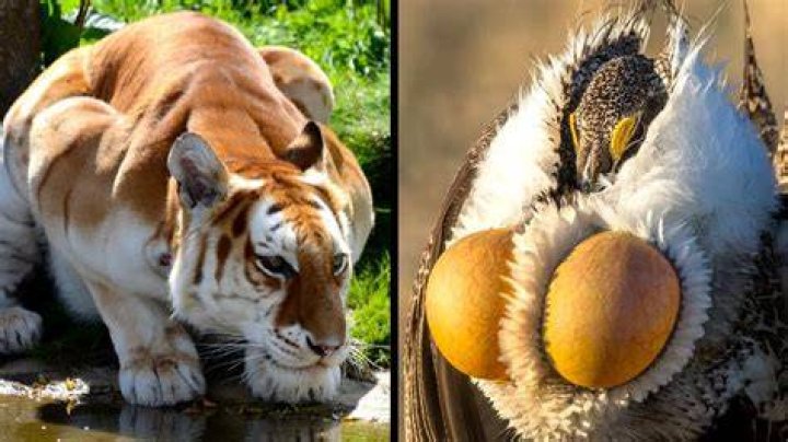 How do animals overproduce?