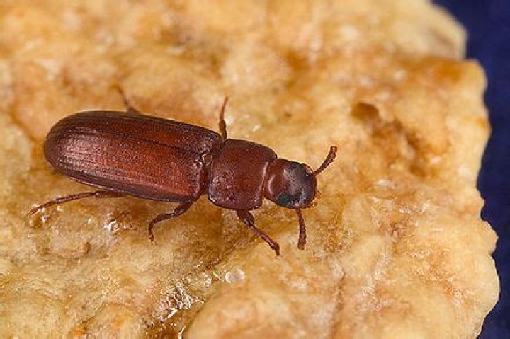 How to control tribolium castaneum?