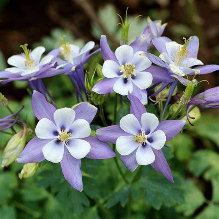 How to deadhead aquilegia?