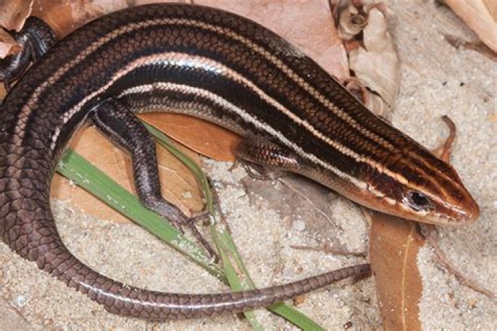 How to get rid of 5 lined skink?