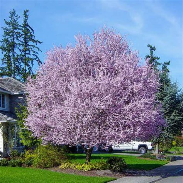 How to plant a thundercloud plum tree?