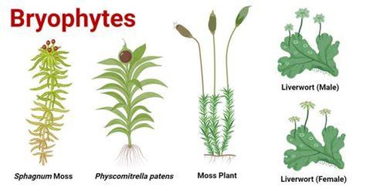 In thallophytes which type of meiosis is found?