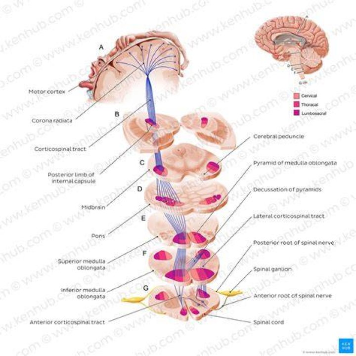 Is corticospinal tract spinal cord?