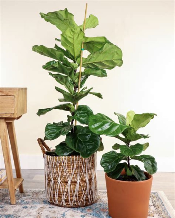 Is fiddlehead fig poisonous?