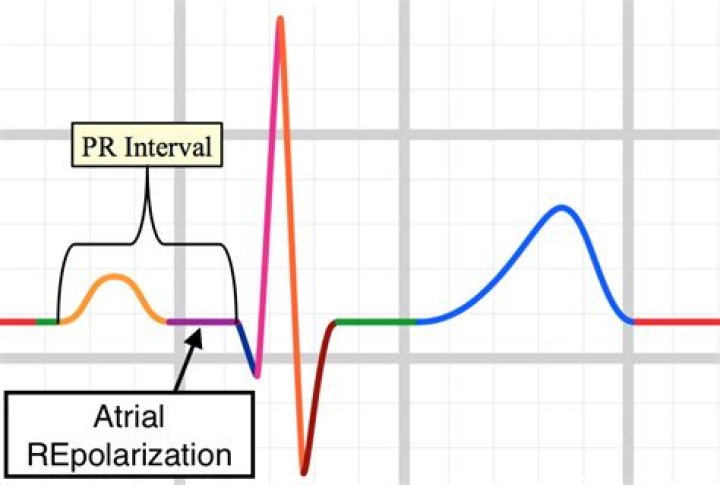 On an electrocardiogram atrial repolarization is obscured by the?