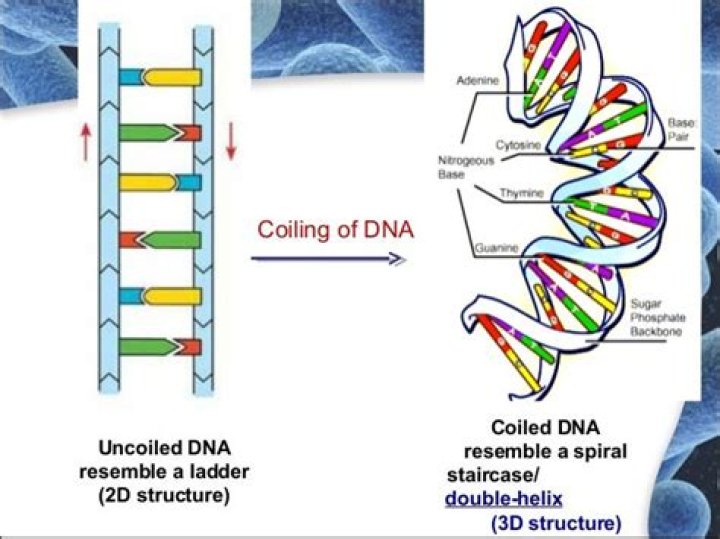 What is uncoiled dna called?