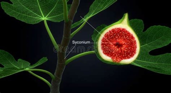 What makes up syconium?
