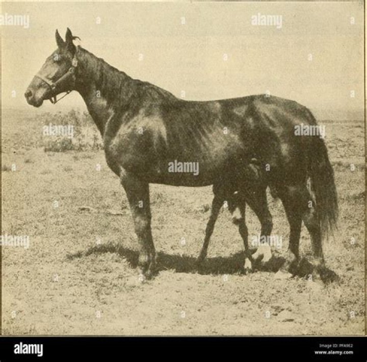 When a horse is foaled?