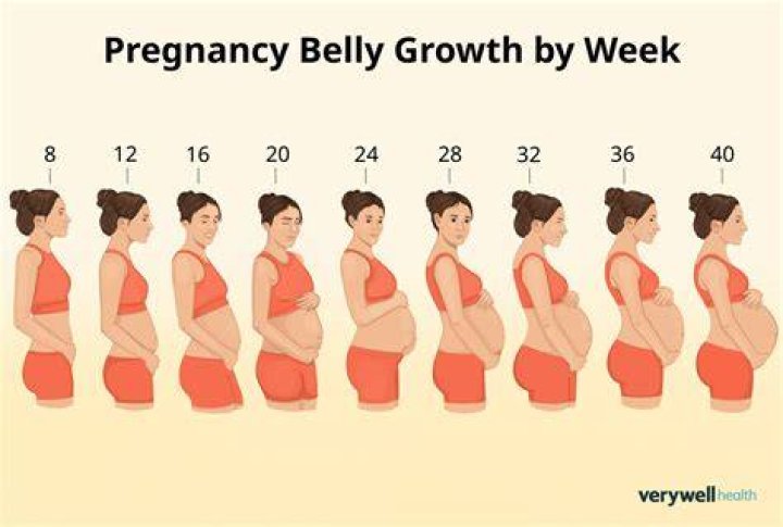 When do babies bellies grow?