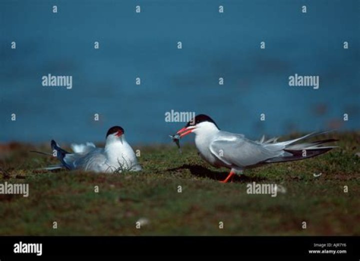 When do common terns nest?
