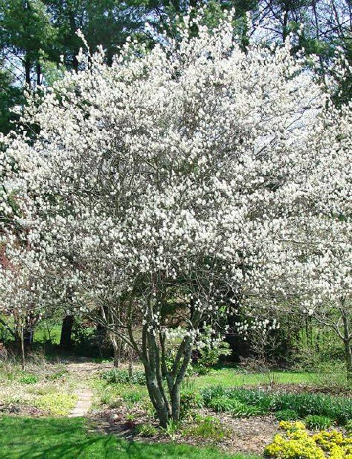 When do serviceberry trees bloom?