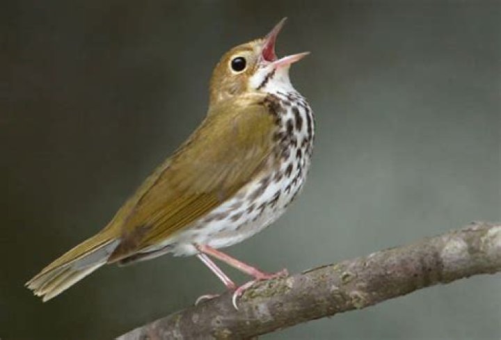 Where do red ovenbird live?
