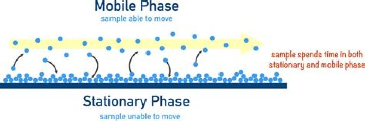 Which gas is ideal as the mobile phase in a chromatography?