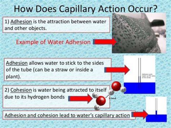 Which property of water allows it to stick to itself?