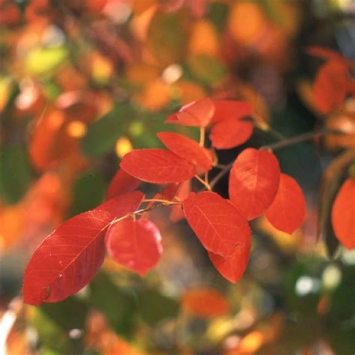 Why are my serviceberry leaves turning orange?