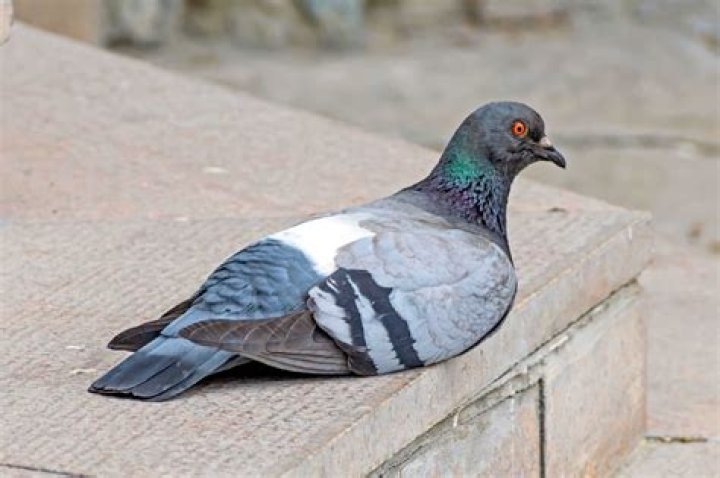 Why is a pigeon sitting down?