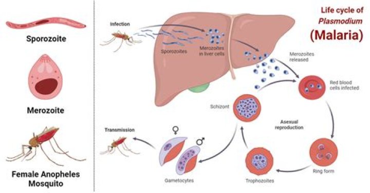 Why plasmodium prefers liver cells?