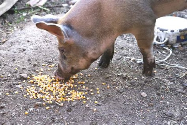 Will pigs eat corn silage?